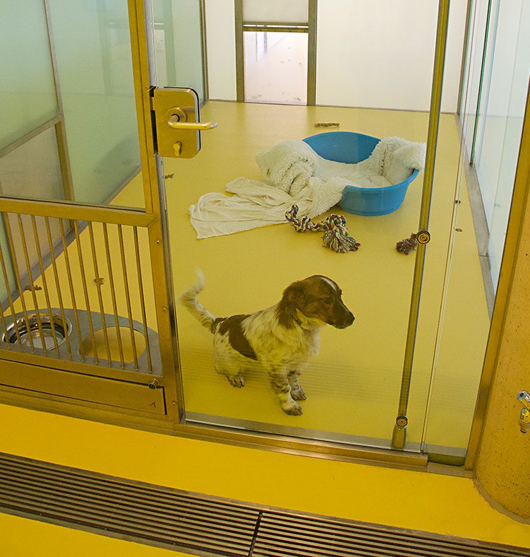 Knöller | Tierheim Nürnberg